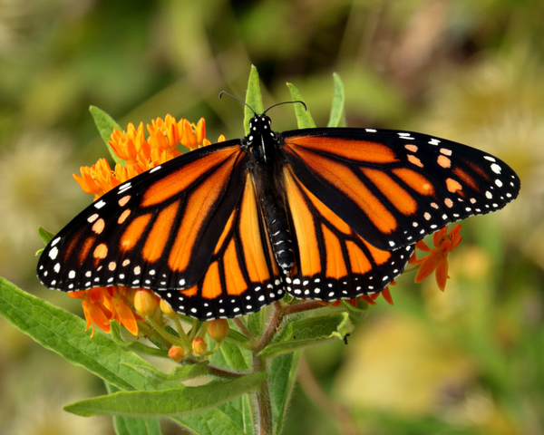 Monarch Mamas Grand Opening!