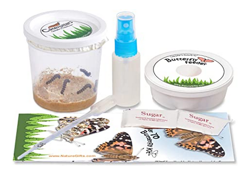 Caterpillar Rearing Supplies