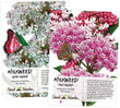 Swamp Milkweed Seeds, Essential Plants for the Monarch Butterfly Diet