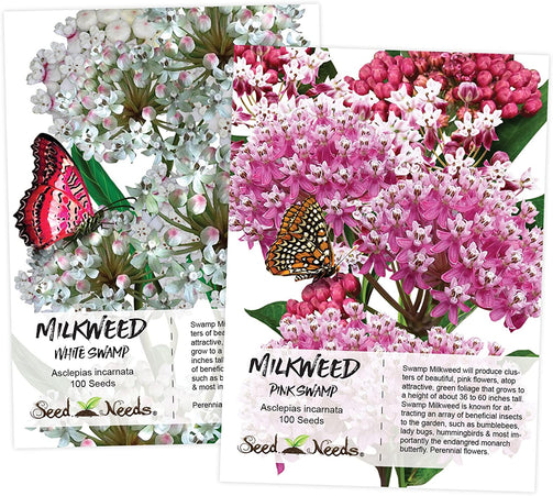 Swamp Milkweed Seeds, Essential Plants for the Monarch Butterfly Diet 